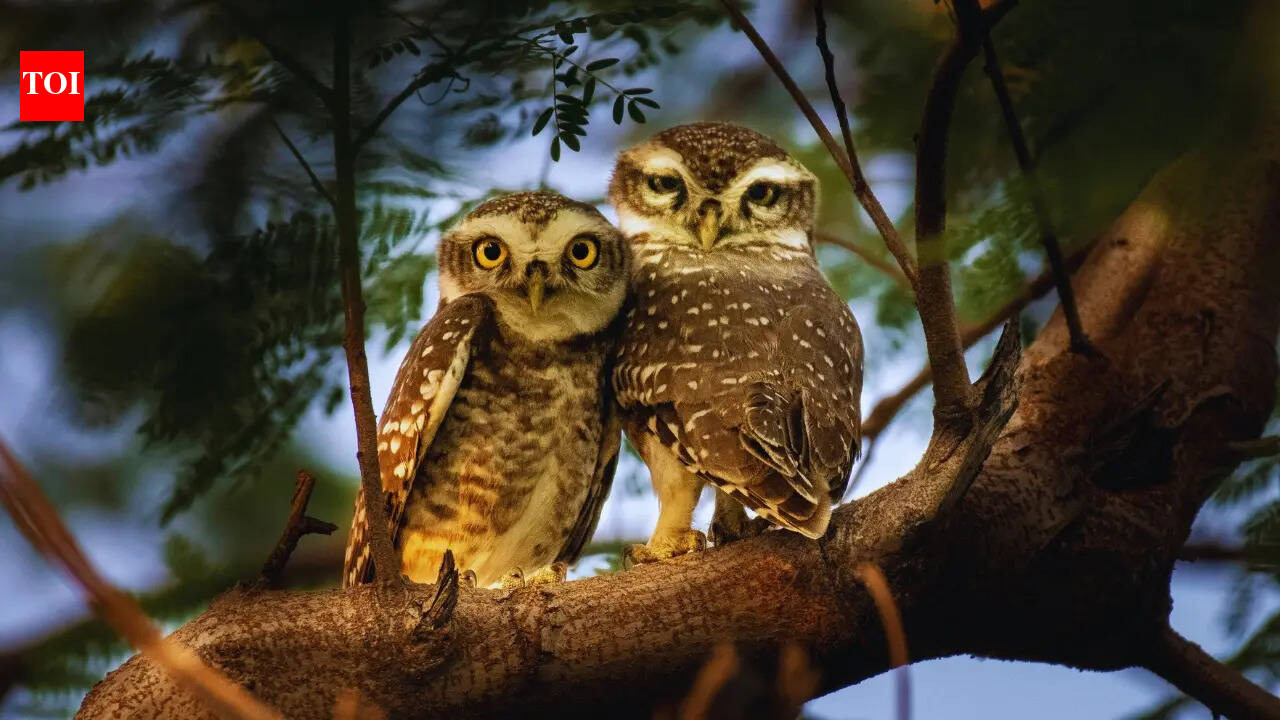 From rare forest owlets to powerful eagle owls: 10 stunning owl species found in India