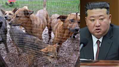 North Koreans told to eat dog meat soup to beat summer heat