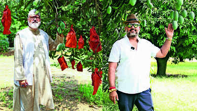 A day of mangoes, honey and conversation