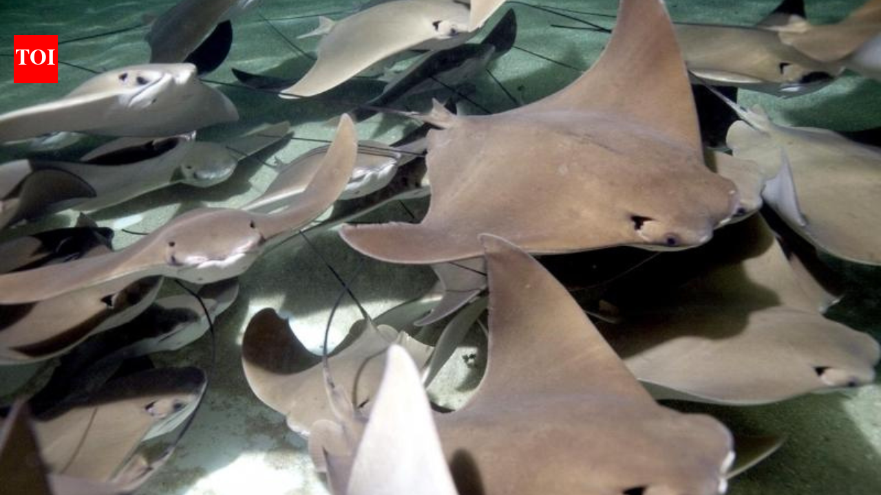 The 'impossible' just happened: Rays are returning to a NYC waterway once thought dead.