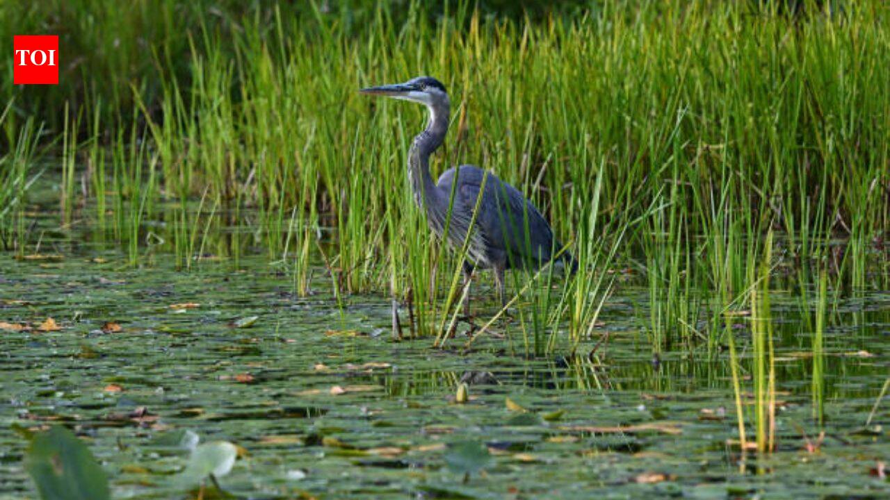 Three American coasts are losing 84% of their wetlands to rising sea levels
