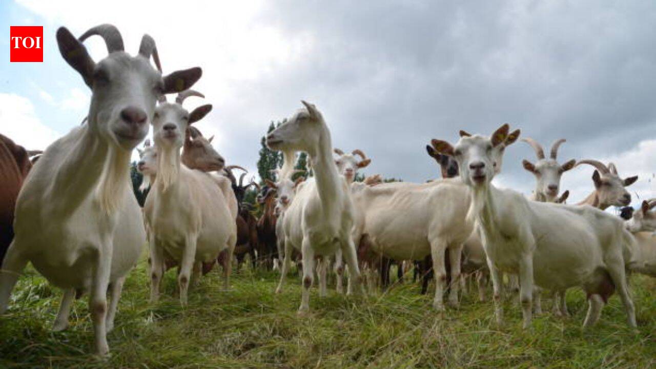 Experts used 'Judas goats' to hunt down their own kind, eliminating over 140,000 invasive goats in a $10.5 million mission