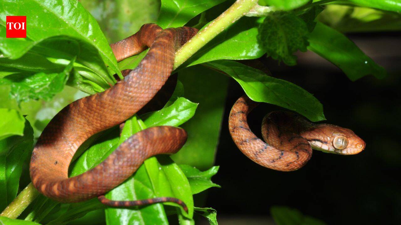 Hawaii’s ancient island origins explain why it has no native snakes