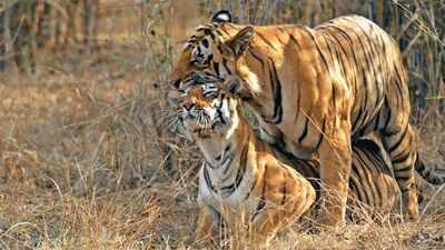 From Corbett's Paro to Tadoba's Maya: Meet the celebrity tigers and tigresses that turned India's wildlife sanctuaries into global safari destinations