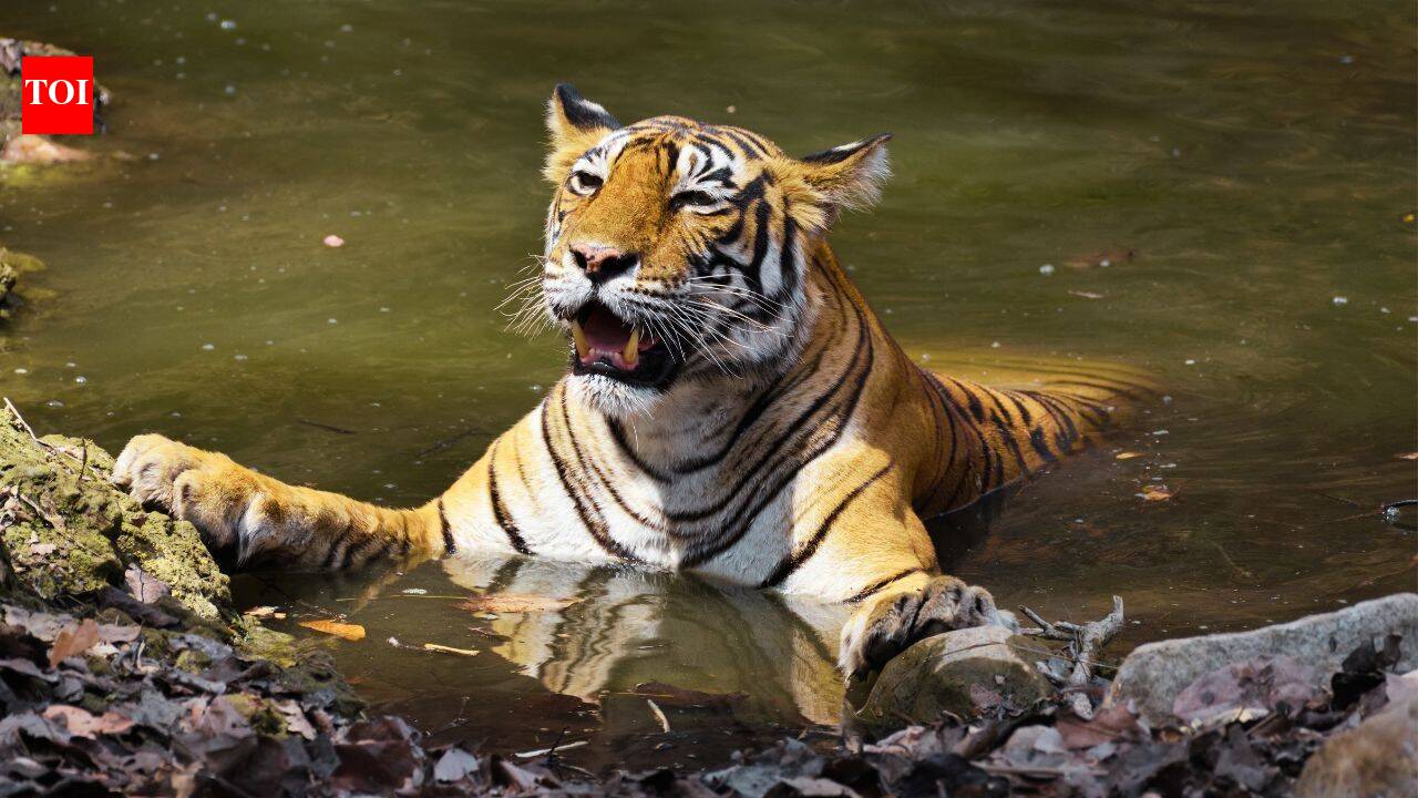 From Corbett's Paro to Tadoba's Maya: Meet the celebrity tigers and tigresses that turned India's wildlife sanctuaries into global safari destinations | - The Times of India