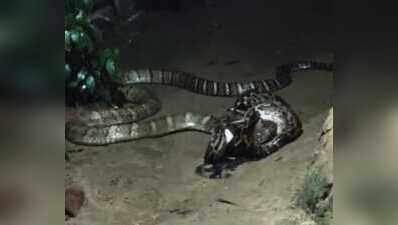 Cobra-python fight triggers panic in village near VTR