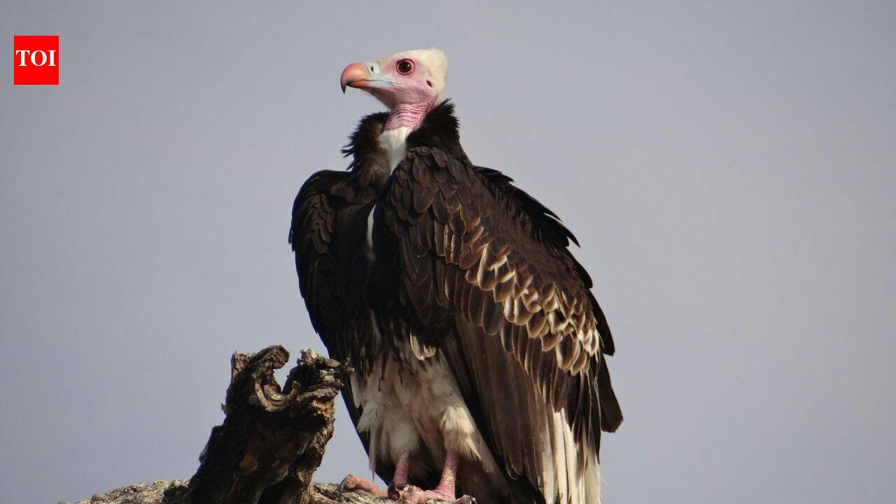Vultures may look disgusting to many people, but they are quietly saving the world billions by cleaning up what others won't