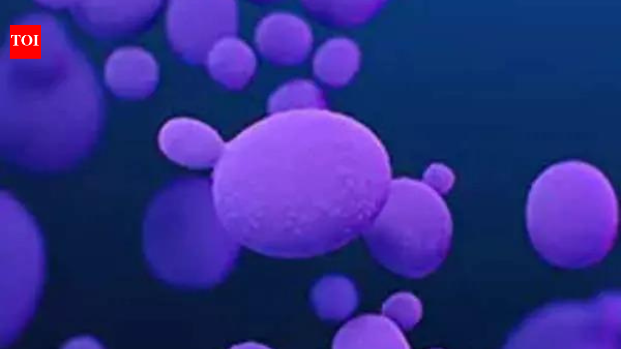 Over 3,000 cases of deadly fungus Candida auris reported in US: What it is, how it spreads- explained