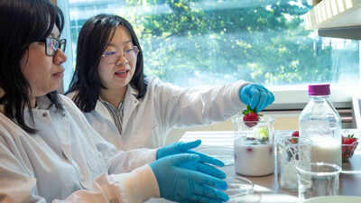 Scientists have found a way to keep strawberries fresher than a fridge