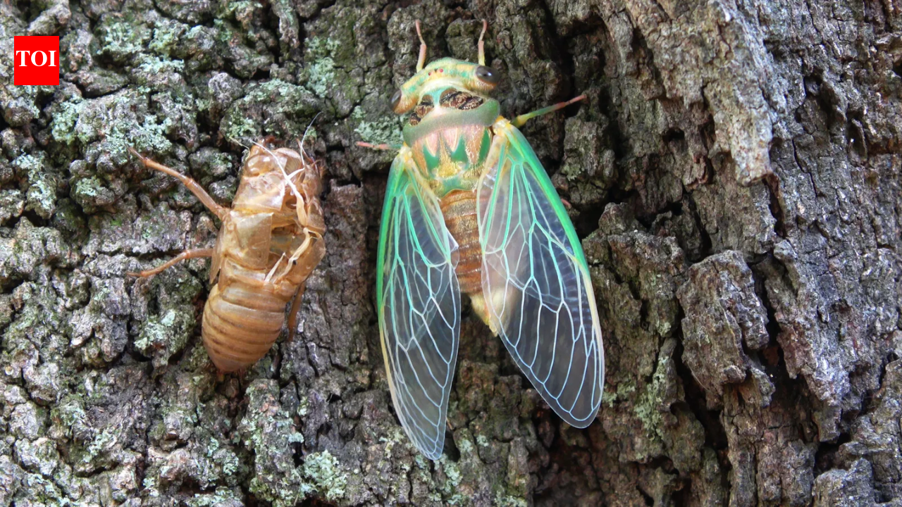 Scientists coated a cicada wing with silver and created a sensor that amplified molecular signals