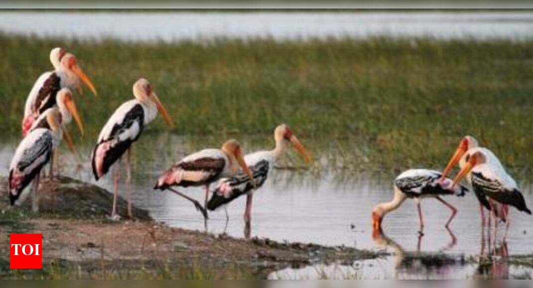 Goa zoo to have aviaries for wetland, terrestrial birds - Times of India