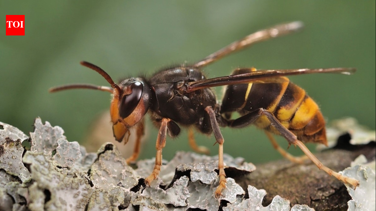 In 2023, America’s first live yellow-legged hornet, a bee-killing predator, was found in Georgia