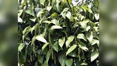 Bicholim farmers get high-yielding black pepper saplings