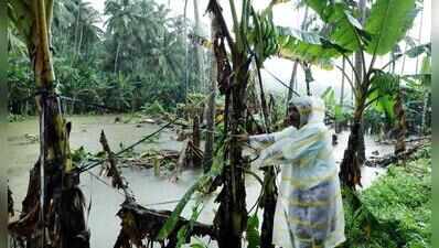 Heavy rain affects 1,882 hectares of farmland, crop loss at Rs 67.44 crore