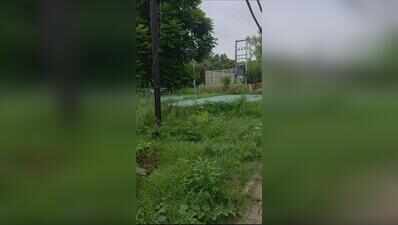 BRS Nagar green belt goes wild on civic body’s watch