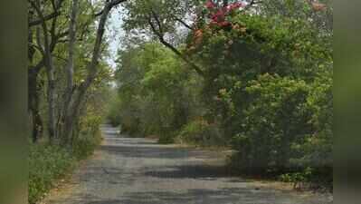 Submit details of Bhondsi eco-tourism project on forest land, NGT tells govt