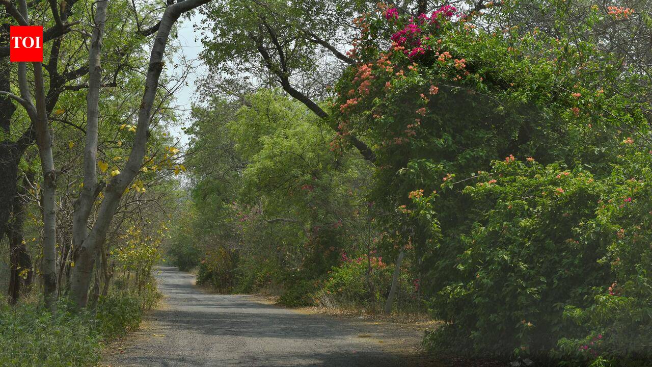 Submit details of Bhondsi eco-tourism project on forest land, NGT tells govt