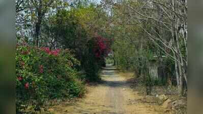 Submit details of Bhondsi eco-tourism project on forest land, NGT tells govt