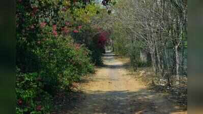 Submit details of Bhondsi eco-tourism project on forest land, NGT tells govt