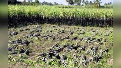 BKU (Doaba) warns agitation over cane dues