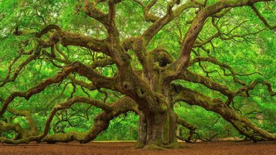 Scientists reviewed 54 Asian oak species; 40 had no backup in any botanical collection, while one may already be extinct in the wild