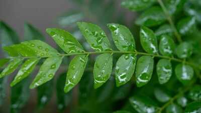 Why your curry leaf plant isn't growing and how to fix it