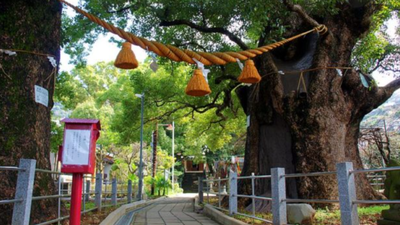 Hiroshima day 2026: The science behind how the city's "survivor trees" survived an atomic bomb and regrew from its ashes