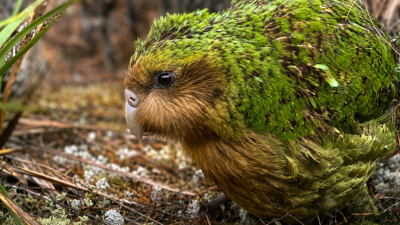 In 1894, a conservationist rowed hundreds of flightless birds to a remote island; then he lived there for 14 years to protect them