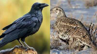 Why wildlife managers are coating raven eggs with nontoxic oil to protect sage-grouse