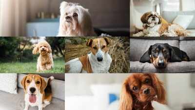 Living in a small home? These 7 dog breeds are the perfect fit