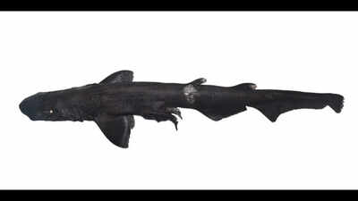 Eerie white-eyed shark was discovered from 'shark and ray area' along Kerala's coast, hidden in a shrimp trawler's leftover catch