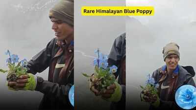 Rare Himalayan Blue Poppy blooms in Nepal's remote Dolpa, here's why it's one of the world's hardest blooms to find