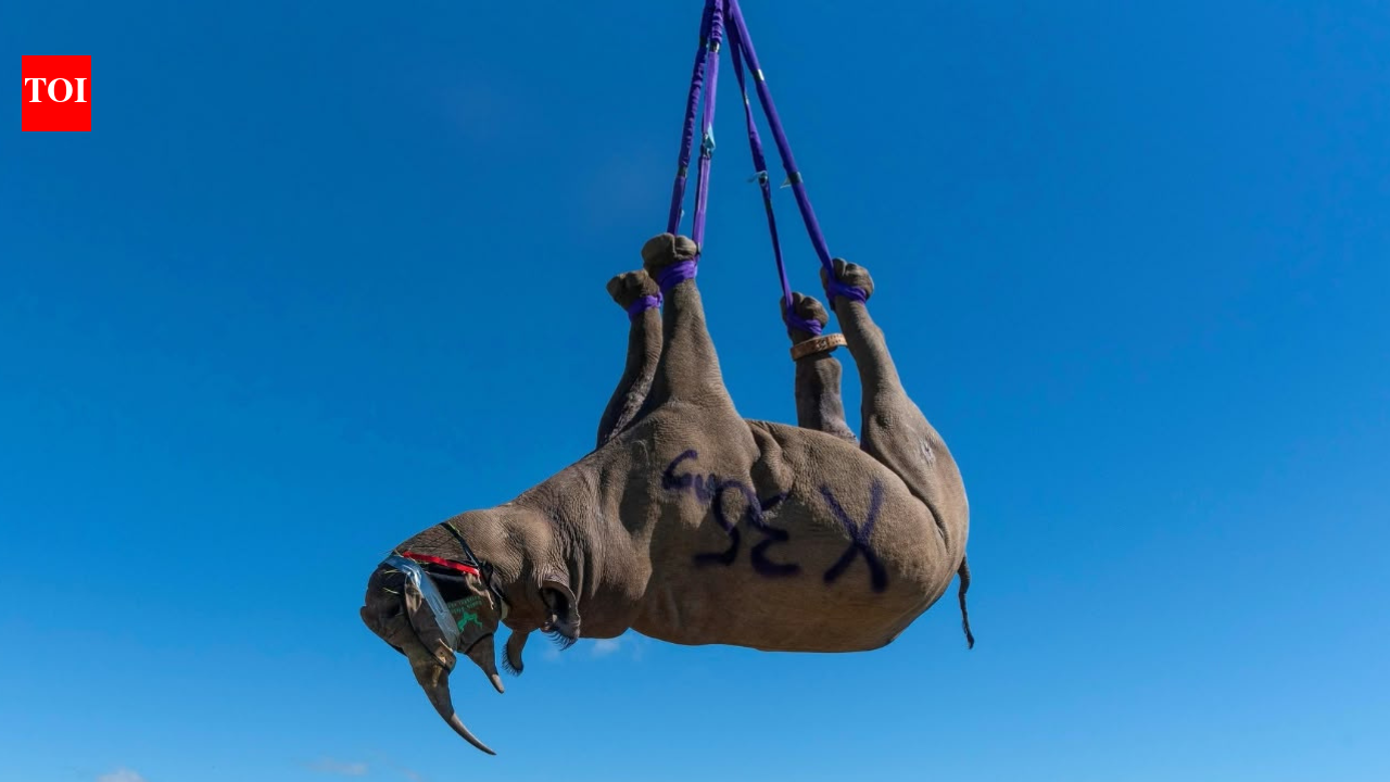 Airlifting rhinos 'upside down' saved the species—now this bold rescue mission is creating 17 new homes.