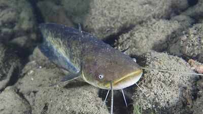 In 1974, a German fisherman released thousands of baby catfish into a Spanish river; 50 years later they are threatening native wildlife as an 'ecological time bomb'