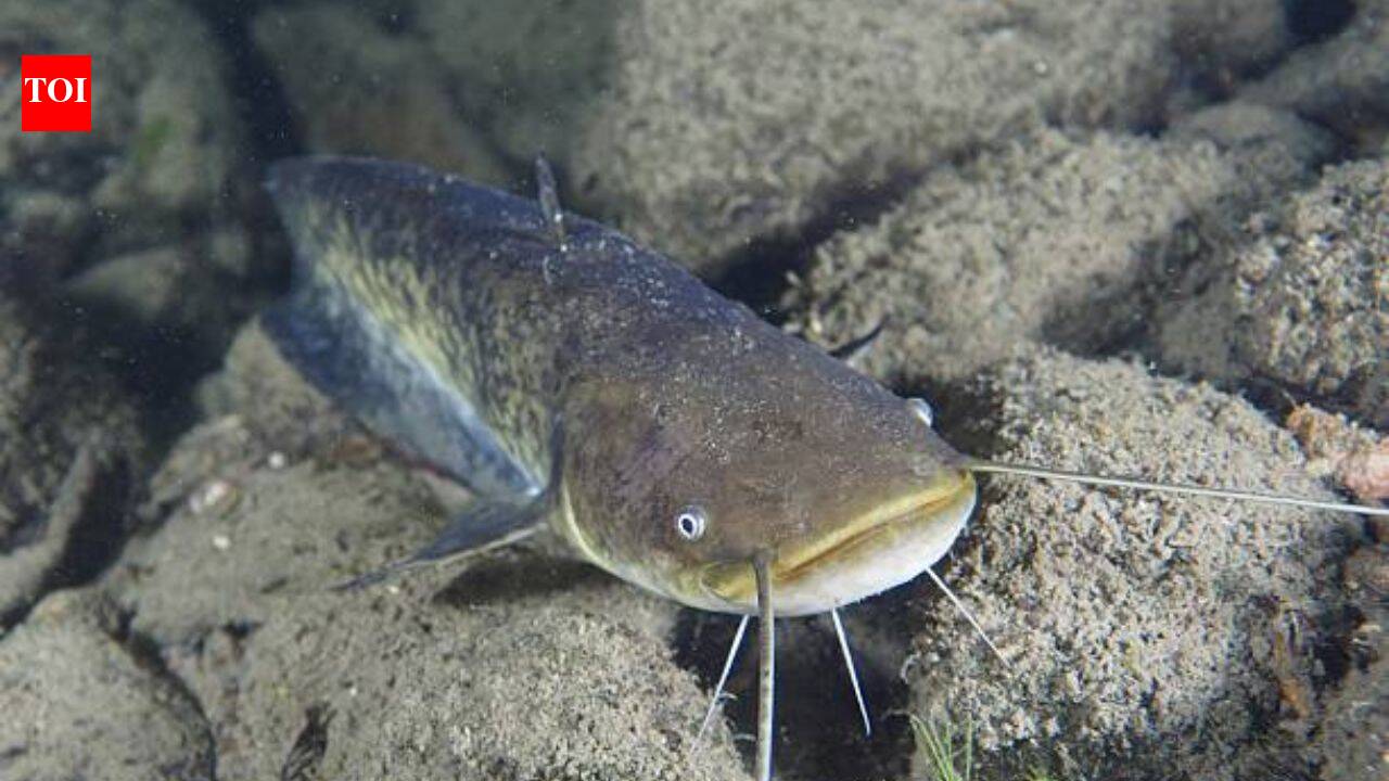 In 1974, a German fisherman released thousands of baby catfish into a river; 50 years later they are threatening native wildlife