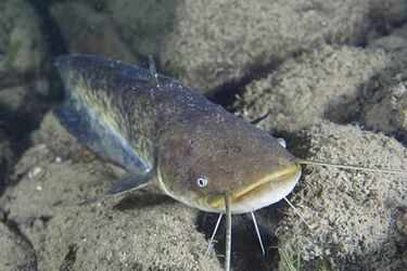 In 1974, a German fisherman released thousands of baby catfish into a river; 50 years later they are threatening native wildlife