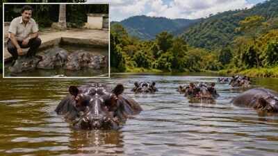 In 1980s, Colombia inherited 4 hippos left behind at Pablo Escobar's estate, but today they have grown into world's largest invasive hippo population