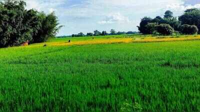 3 clusters picked for organic rice cultivation in Bhagalpur