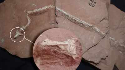 <b>80-million-year-old snake skull discovery in Brazil proves that ancient snakes conquered the three worlds at once</b>
