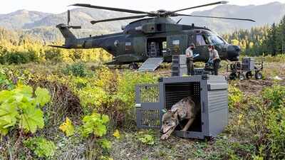 In 2018–2019, the U.S. relocated 19 wolves to Isle Royale after inbreeding left just two; by winter 2026, researchers estimated 37 wolves and about 524 moose