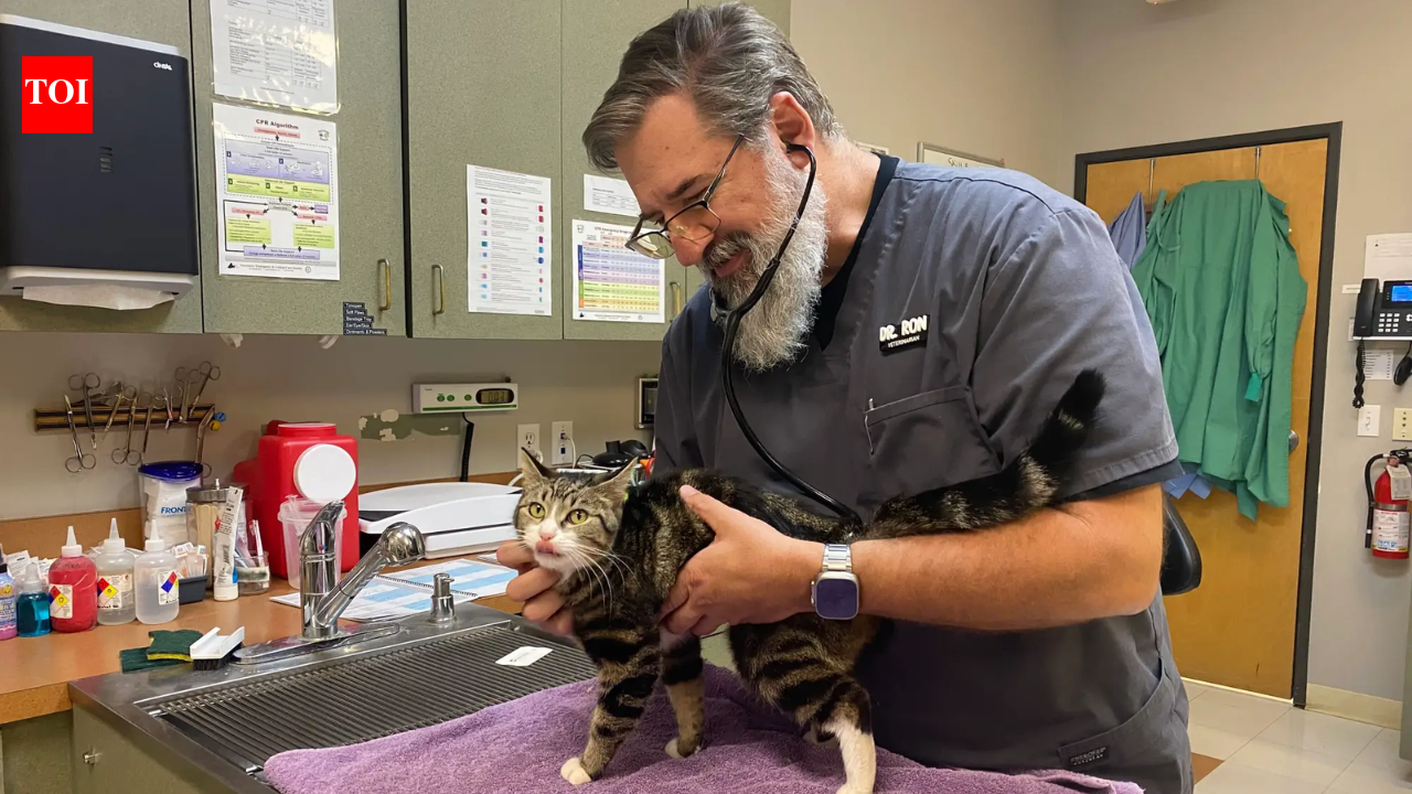 In 2023, a veterinarian left a $150,000 job; three years later, relief work pays twice as much