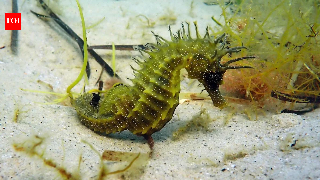UK officials issued a legal warning after protected seahorses were disturbed; divers should...