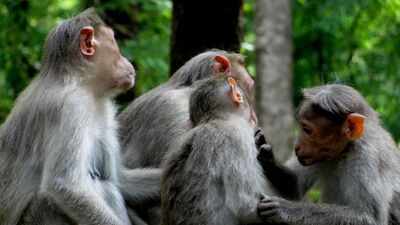 <b>The surprising social lives of monkeys: Study discovers that primates take care of animals outside their own family, just like humans</b>” title=”Monkey group. Image Credit: Augustus Binu” decoding=”async” fetchpriority=”high”/></div>
</p></div>
</p></div>
<p> <span title=