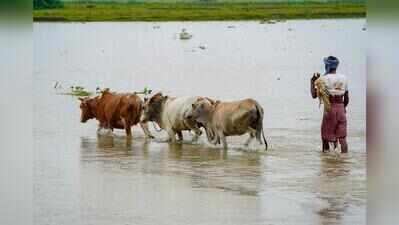 Vantara deploys rescue teams, ambulances for flood-hit animals
