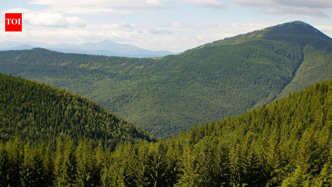Europe’s forests losing biomass fast; carbon sink weakened by drought, beetles