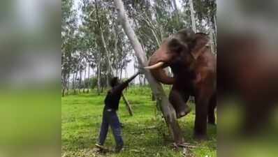 Youth detained in Keonjhar for harassing tusker, filming herd at close range