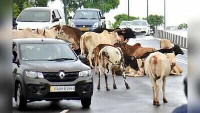 Road safety panel pushes crackdown on modified silencers, highway encroachments