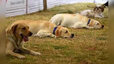 Panaji to introduce mandatory registration for pet dogs
