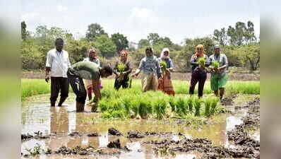 Sustained July rain helps revive Pune paddy plantation after June scare, 80% area covered so far