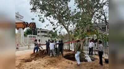 Sacred symbol restored: Juvvi tree translocated to Medaram shrine ahead of 2028 jatara